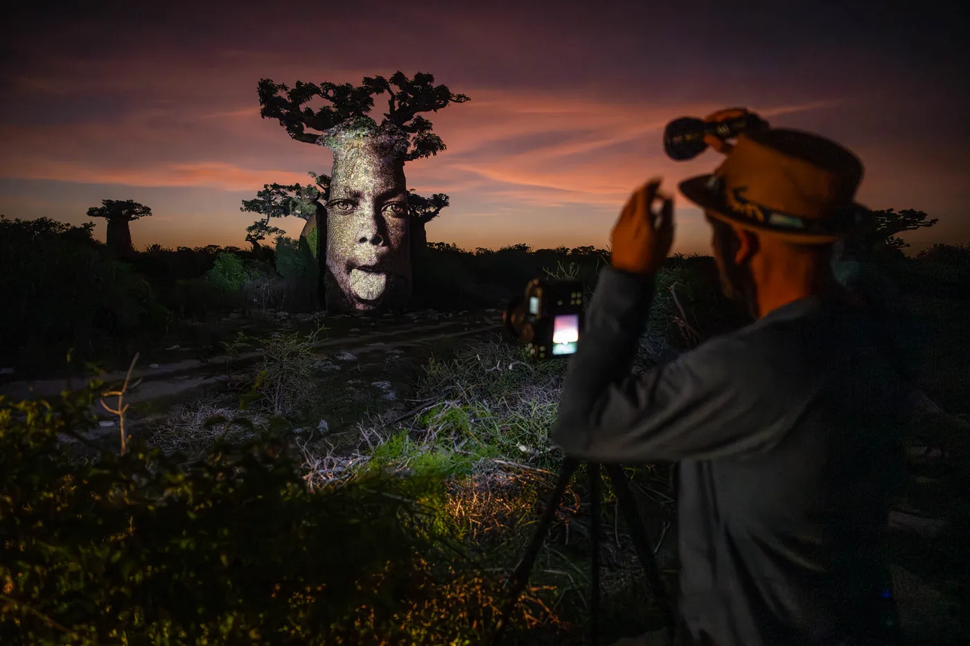 Photographe captant une projection de visage humain sur un baobab au cr&eacute;puscule